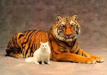 Kenapa Harimau Takut Sama Kucing? Mitos, Fakta Ilmiah, dan Penjelasan Perilaku Keluarga Felidae